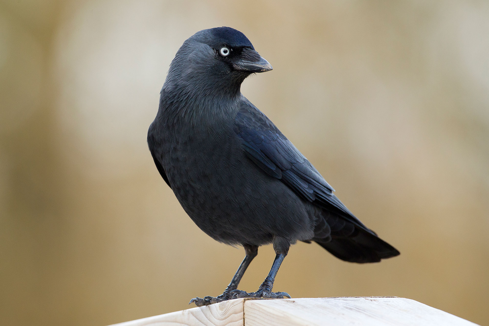 Dohle ist Vogel des Jahres 2012 LBV